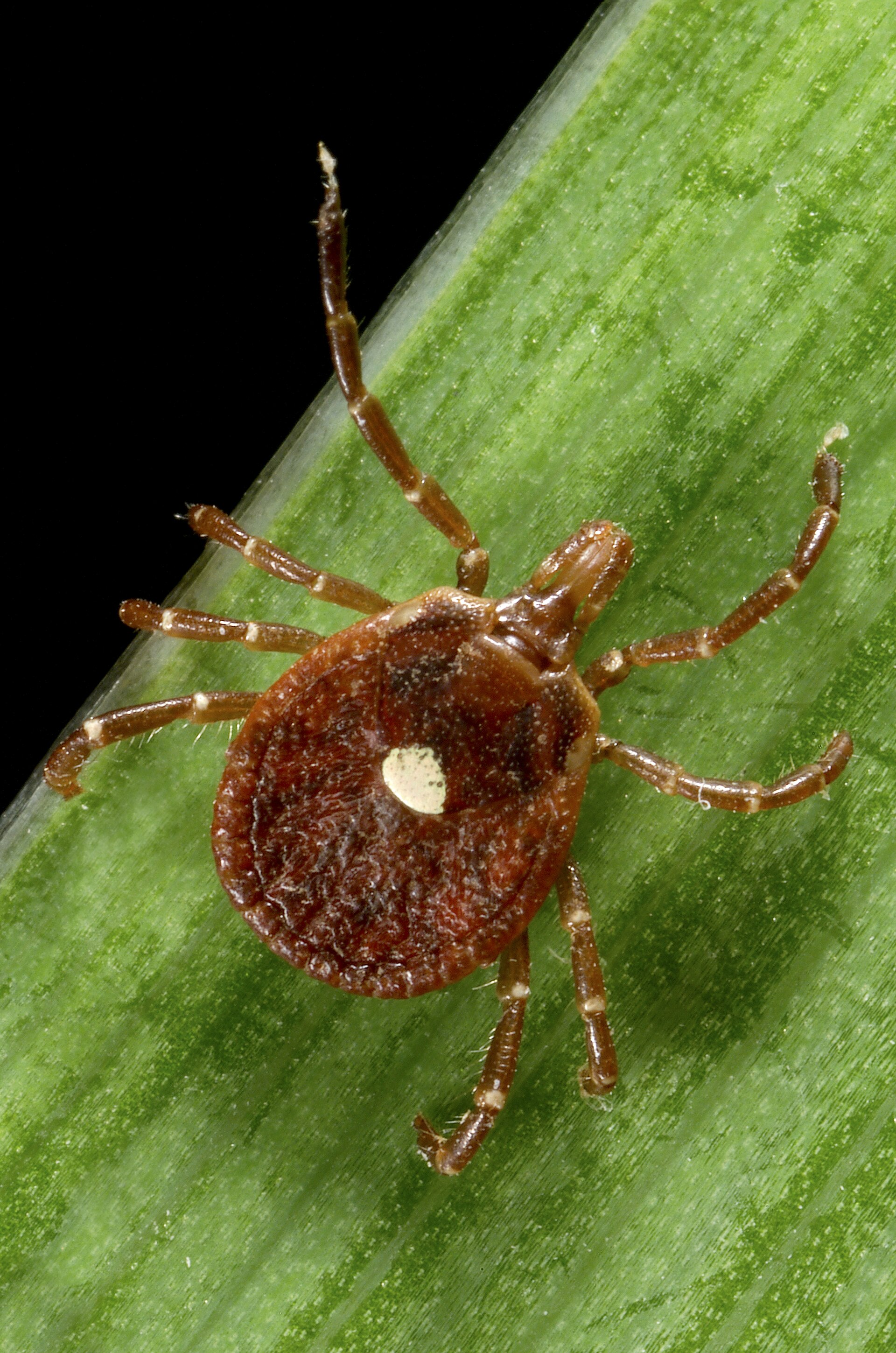 Dorsal view of an adult female lone star tick, Amblyomma americanum, the species linked to Bourbon virus transmission in the United States. Photo: James Gathany, CDC / Wikimedia Commons, public domain