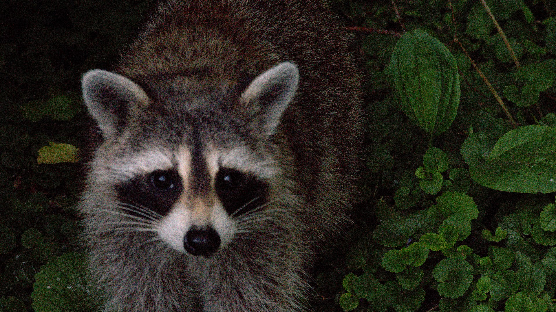 Raccoon foraging along an urban river corridor, the habitat type that supports raccoon populations in cities across North America. Photo: NusaibaRk / Wikimedia Commons, CC BY-SA 4.0