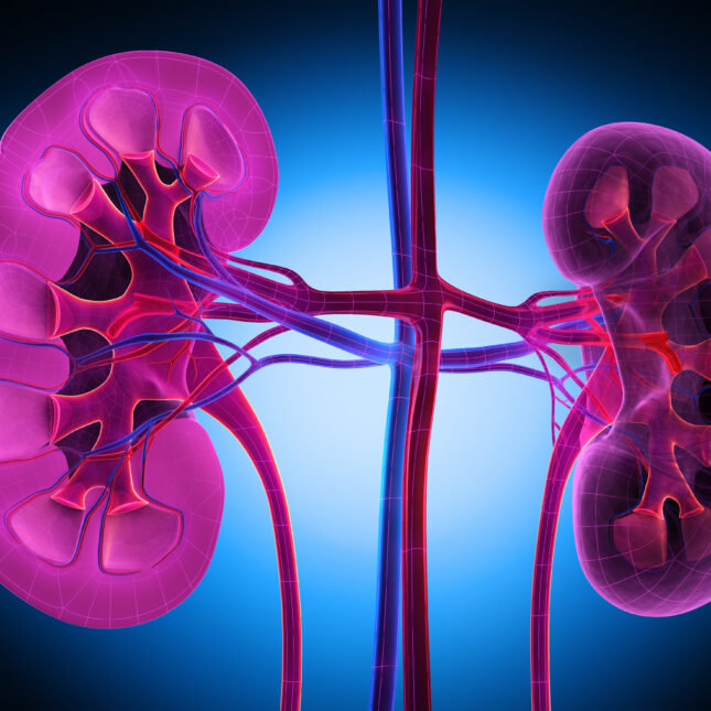 Illustration of atacicept mechanism binding BAFF and APRIL cytokines in IgA nephropathy. Photo: STAT News